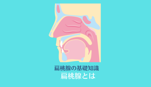 扁桃腺とは｜扁桃腺の場所｜図｜首